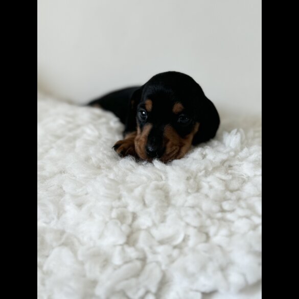 Dachshund (Standard &amp; Miniature) - Bitches