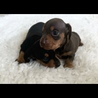 Dachshund (Standard &amp; Miniature) - Bitches