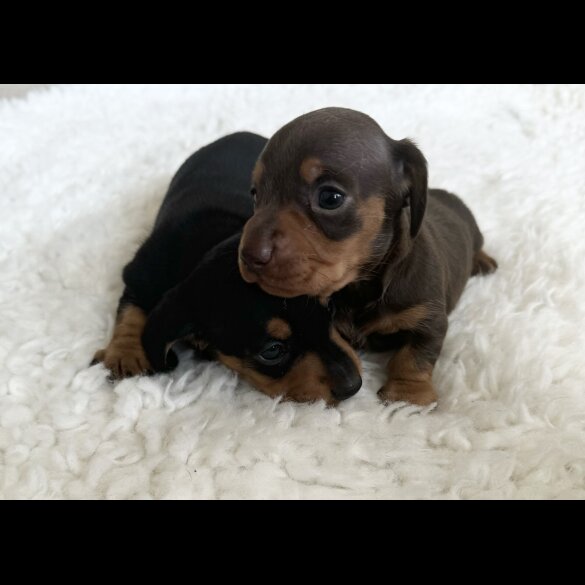 Dachshund (Standard &amp; Miniature) - Bitches