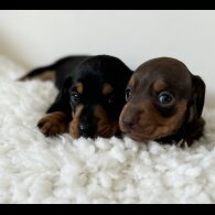 Dachshund (Standard &amp; Miniature) - Bitches