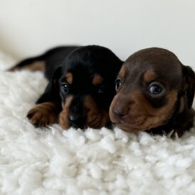 Dachshund (Standard &amp; Miniature) - Bitches