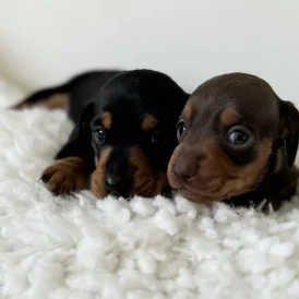 Dachshund (Standard &amp; Miniature) - Bitches