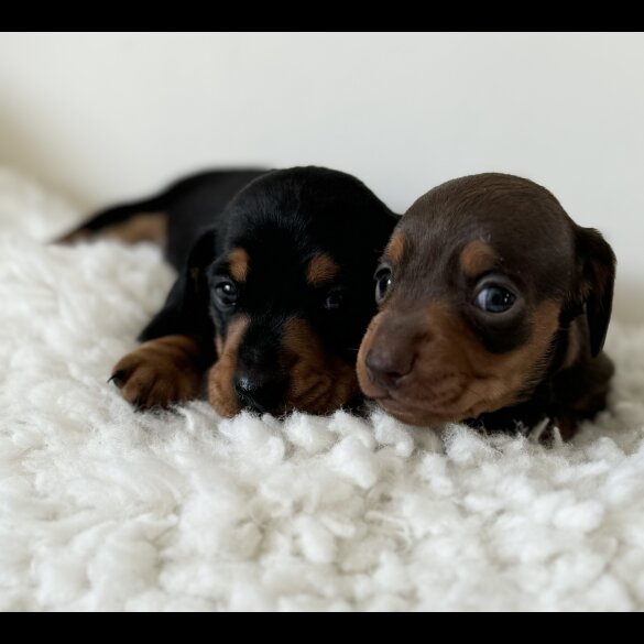 Dachshund (Standard &amp; Miniature) - Bitches