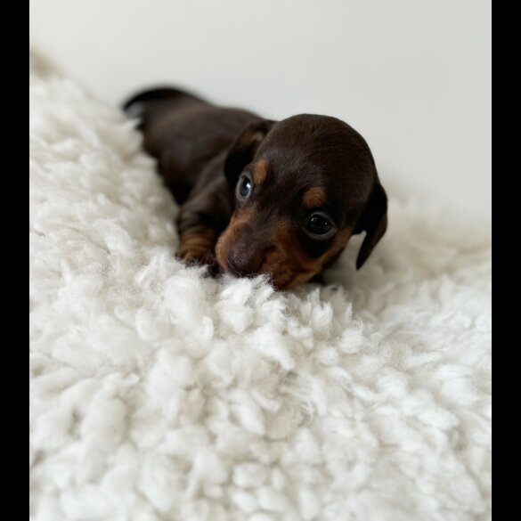 Dachshund (Standard &amp; Miniature) - Bitches