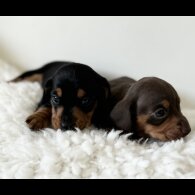 Dachshund (Standard &amp; Miniature) - Bitches