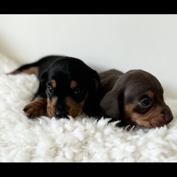 Dachshund (Standard &amp; Miniature) - Bitches