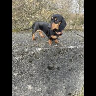 Dachshund (Standard &amp; Miniature) - Bitches