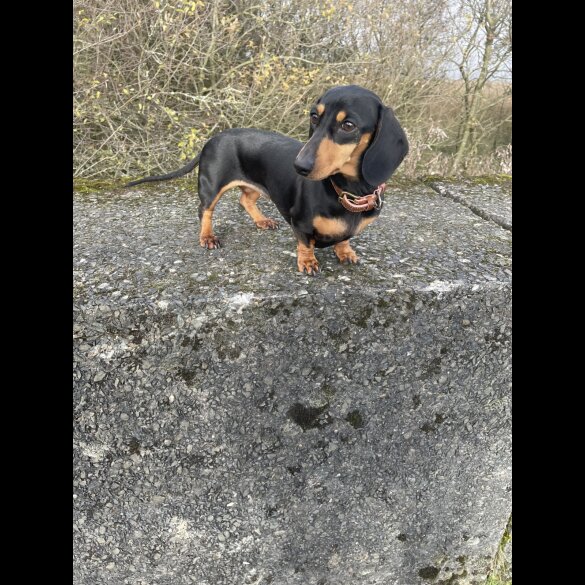 Dachshund (Standard &amp; Miniature) - Bitches