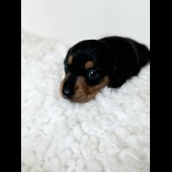 Dachshund (Standard &amp; Miniature) - Bitches