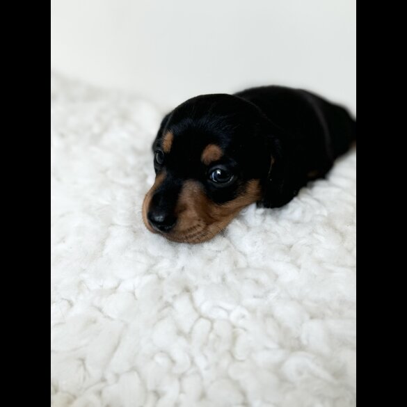 Dachshund (Standard &amp; Miniature) - Bitches