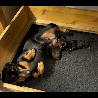 Dachshund (Standard &amp; Miniature) - Bitches