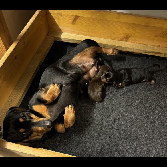Dachshund (Standard &amp; Miniature) - Bitches