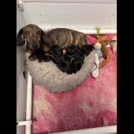 Dachshund (Standard &amp; Miniature) - Both