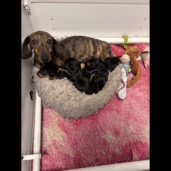 Dachshund (Standard &amp; Miniature) - Both