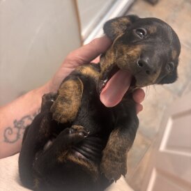 Dachshund (Standard &amp; Miniature) - Both