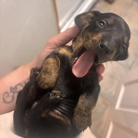 Dachshund (Standard &amp; Miniature) - Both