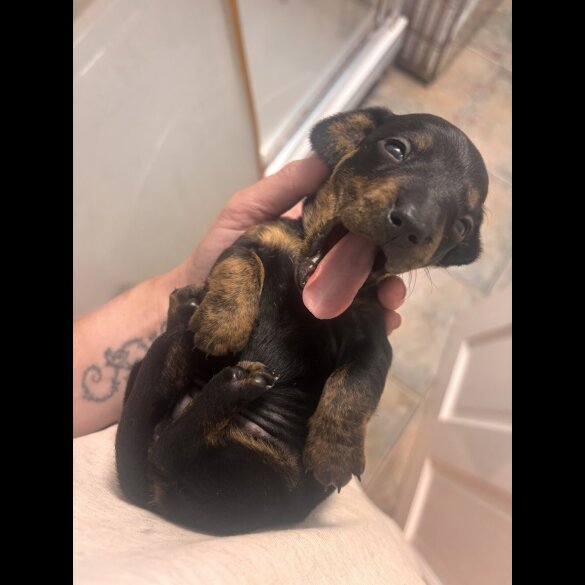 Dachshund (Standard &amp; Miniature) - Both