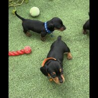 Dachshund (Standard &amp; Miniature) - Both