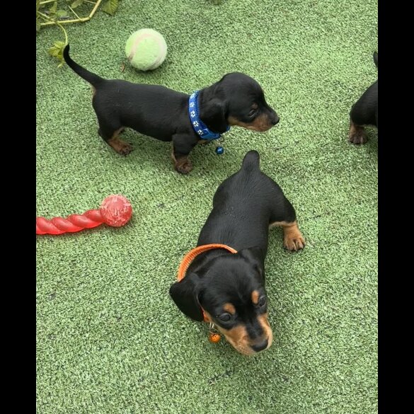 Dachshund (Standard &amp; Miniature) - Both