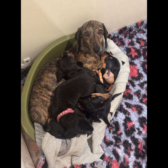 Dachshund (Standard &amp; Miniature) - Both
