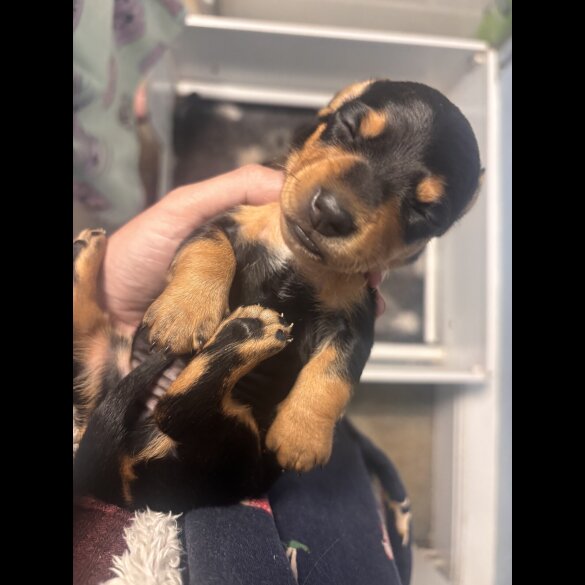Dachshund (Standard &amp; Miniature) - Both
