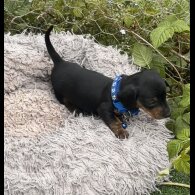 Dachshund (Standard &amp; Miniature) - Both