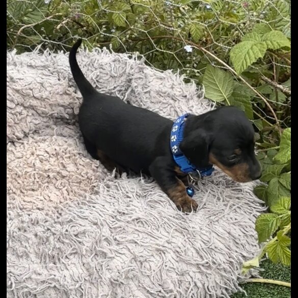 Dachshund (Standard &amp; Miniature) - Both