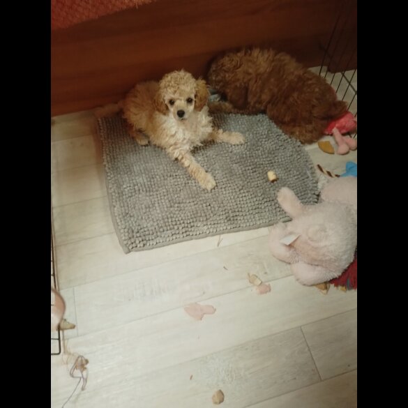 Toy Poodle - Dogs