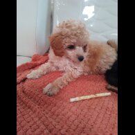 Toy Poodle - Dogs