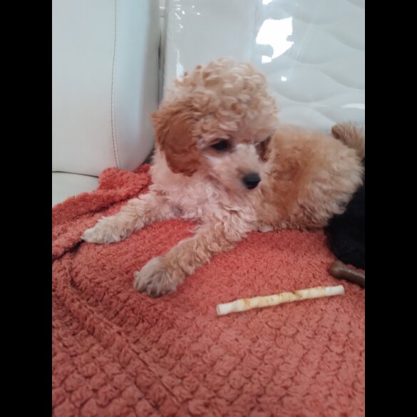 Toy Poodle - Dogs