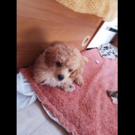 Toy Poodle - Dogs