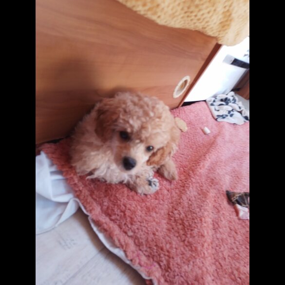 Toy Poodle - Dogs