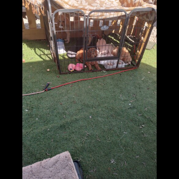 Toy Poodle - Dogs