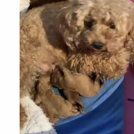 Toy Poodle - Both