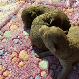 Toy Poodle - Both