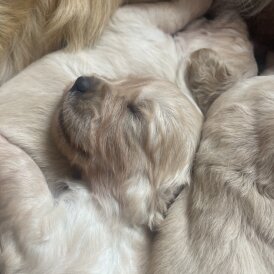Golden Retriever - Both