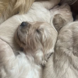 Golden Retriever - Both