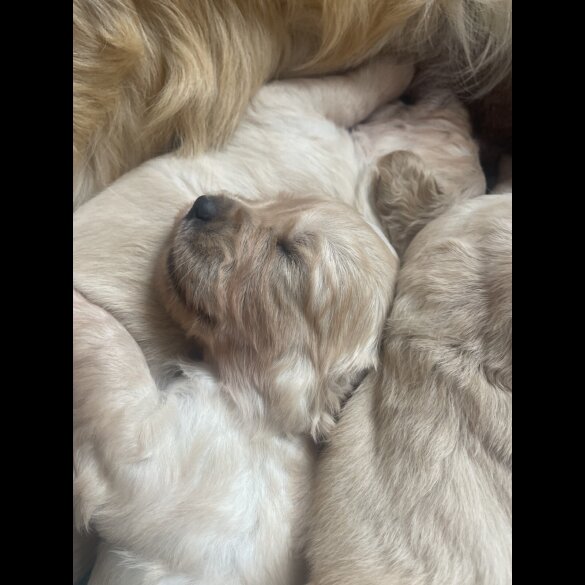 Golden Retriever - Both