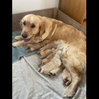 Golden Retriever - Both