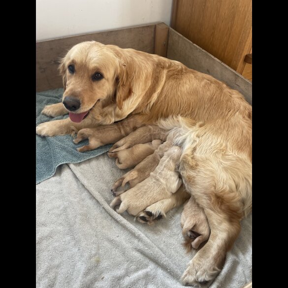 Golden Retriever - Both