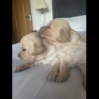 Golden Retriever - Both