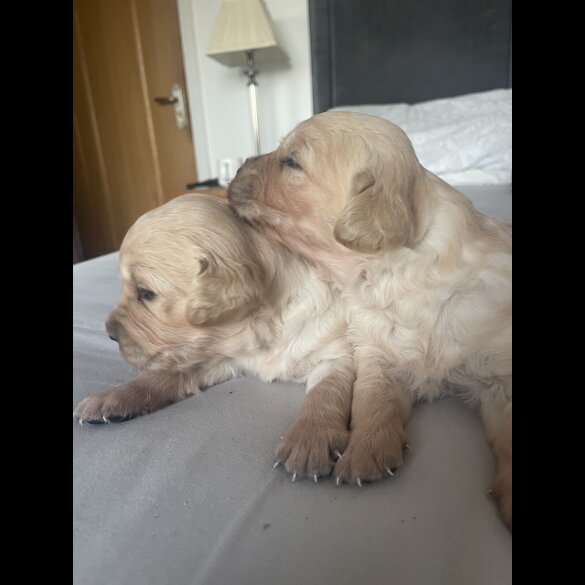 Golden Retriever - Both