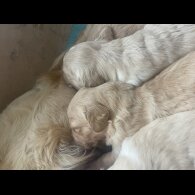 Golden Retriever - Both