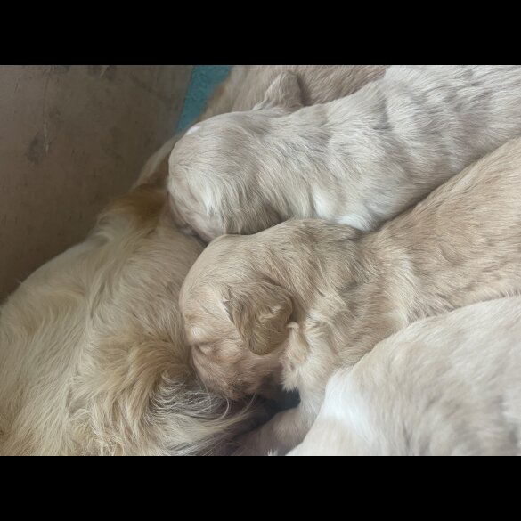 Golden Retriever - Both