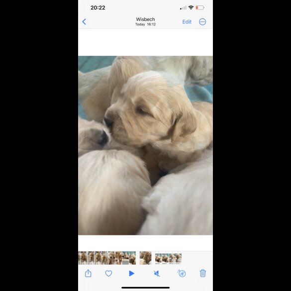 Golden Retriever - Both