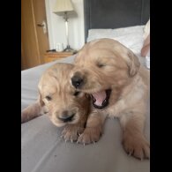 Golden Retriever - Both