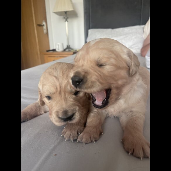 Golden Retriever - Both