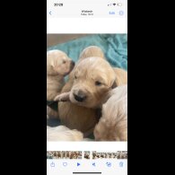Golden Retriever - Both