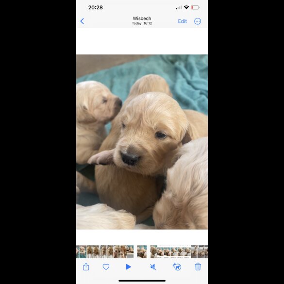 Golden Retriever - Both