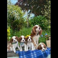 Cavalier King Charles Spaniel - Both